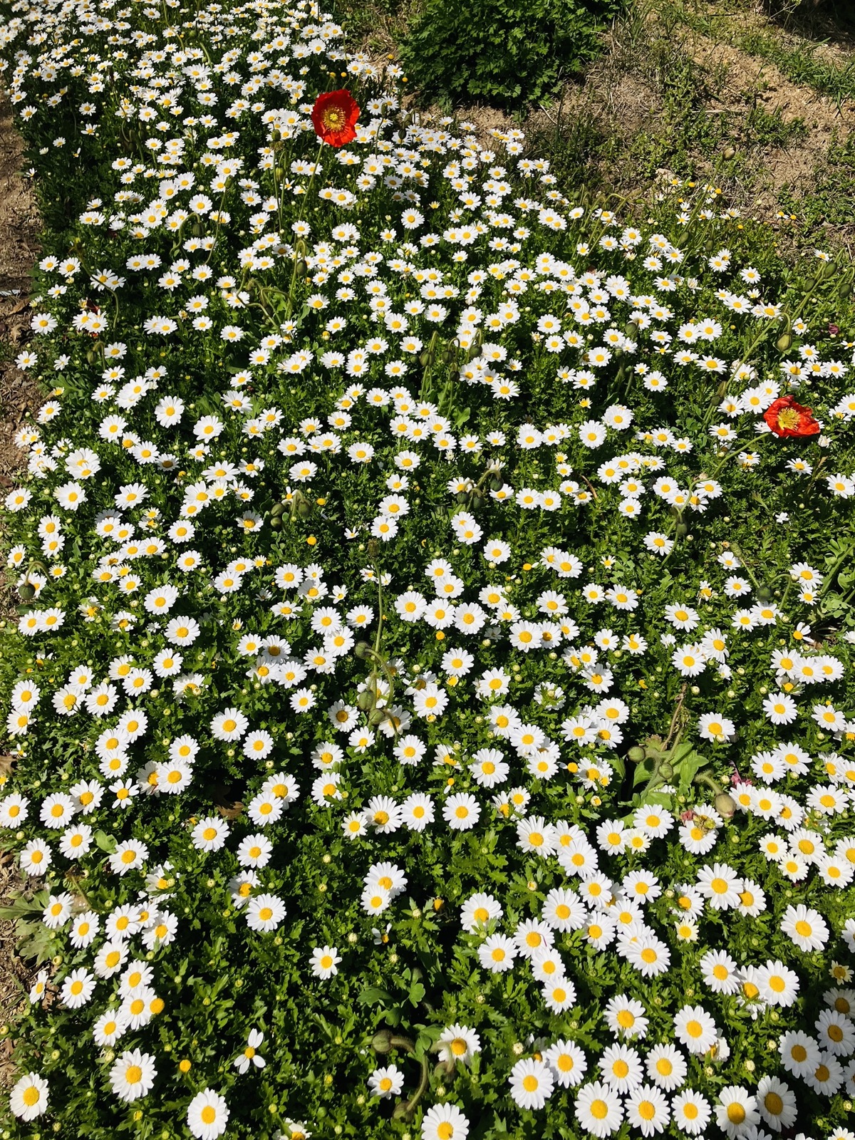 Beautiful Flowers
