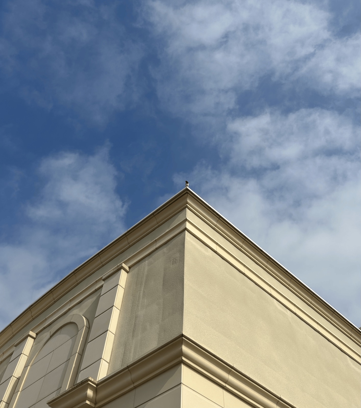 Magpie seen ontop of a building