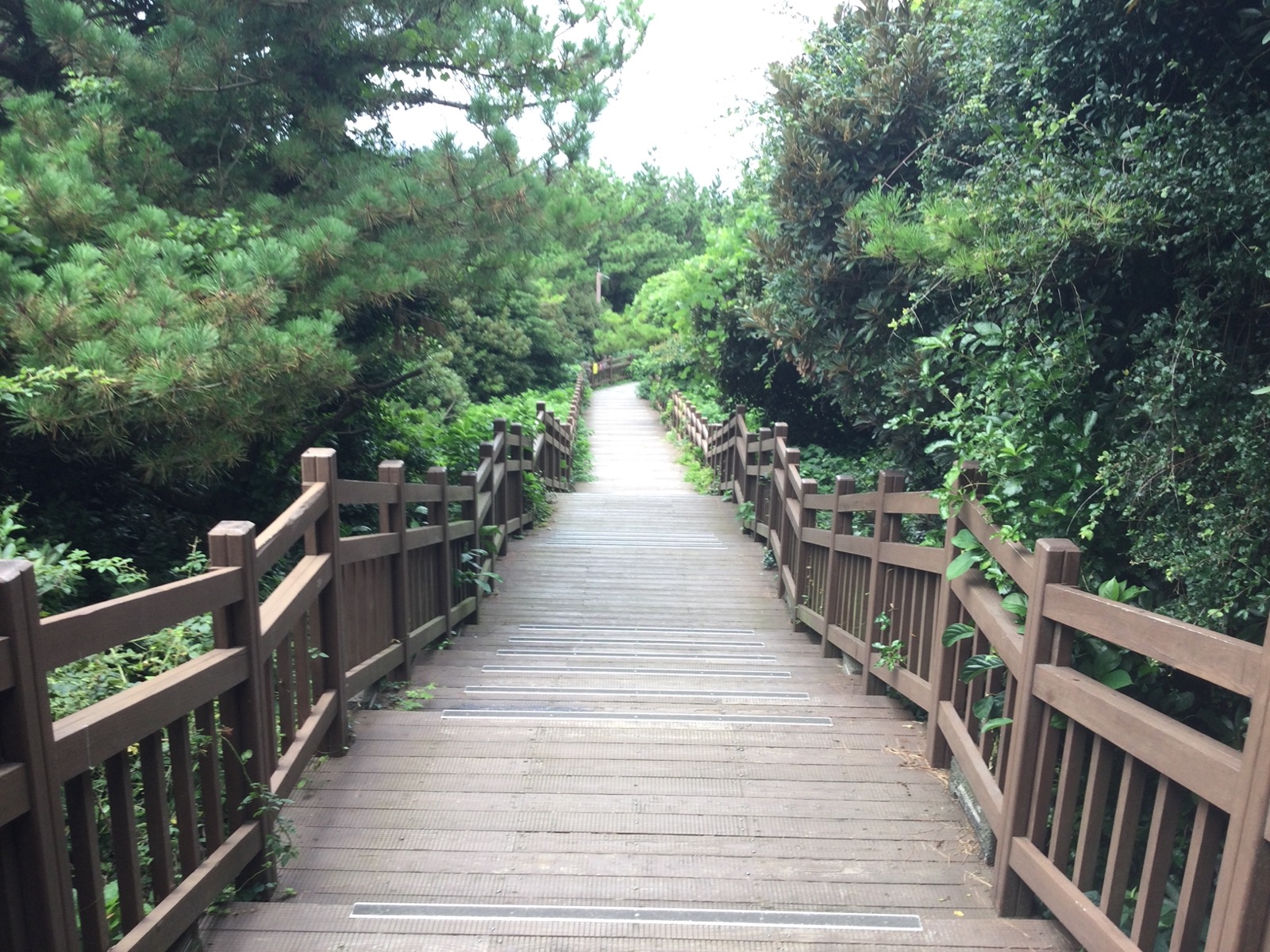 Trail in Jeju