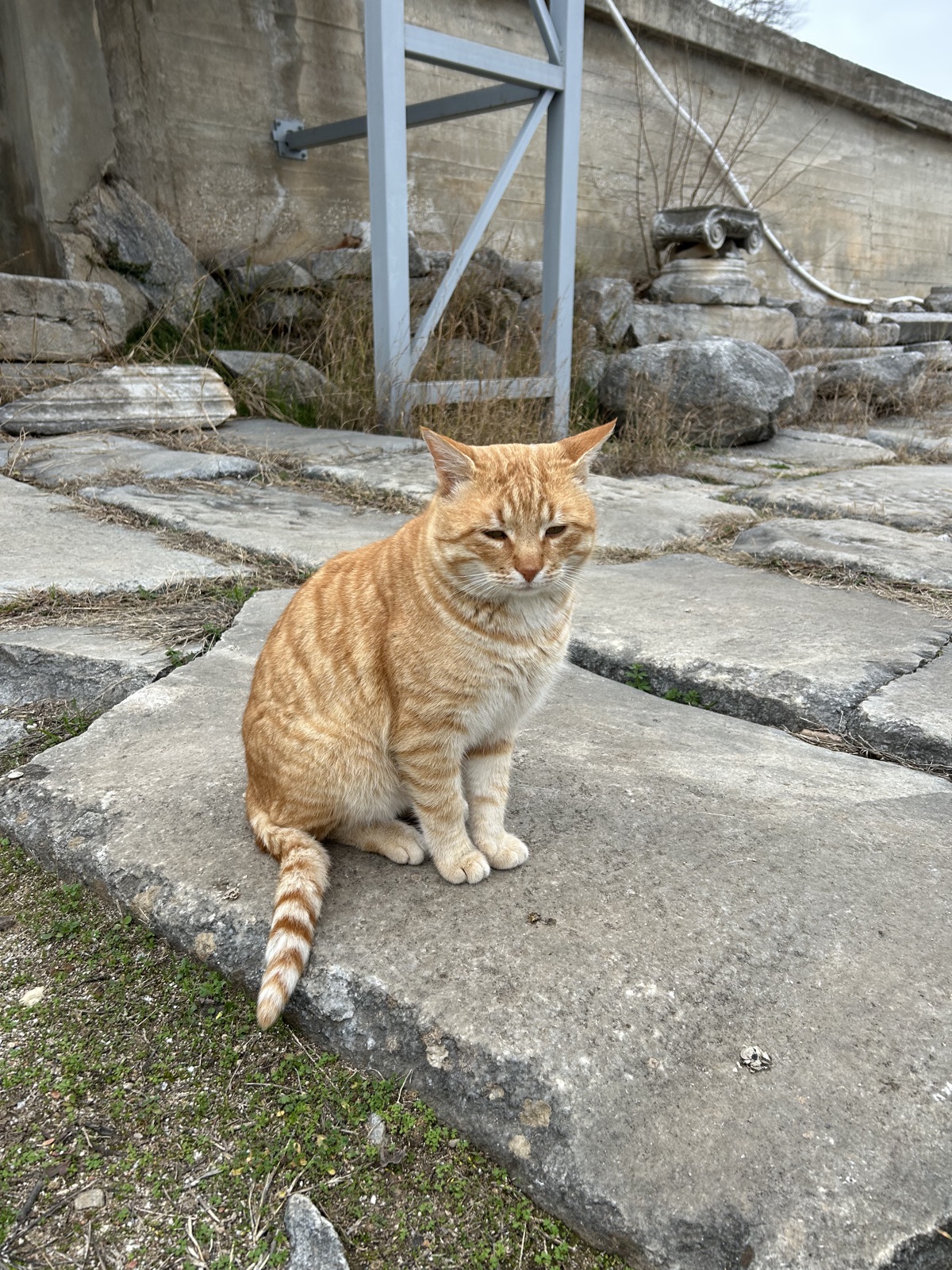 Mr. Meowskers