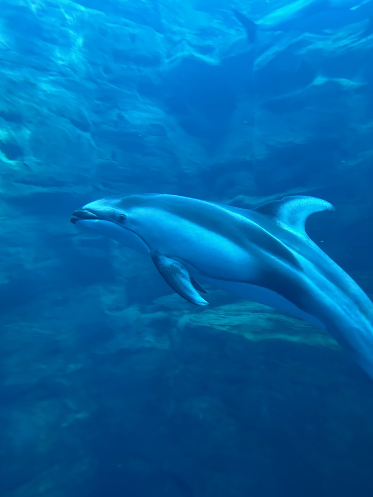 Dolphin (or Porpoise) in Kaiyukan Aquarium