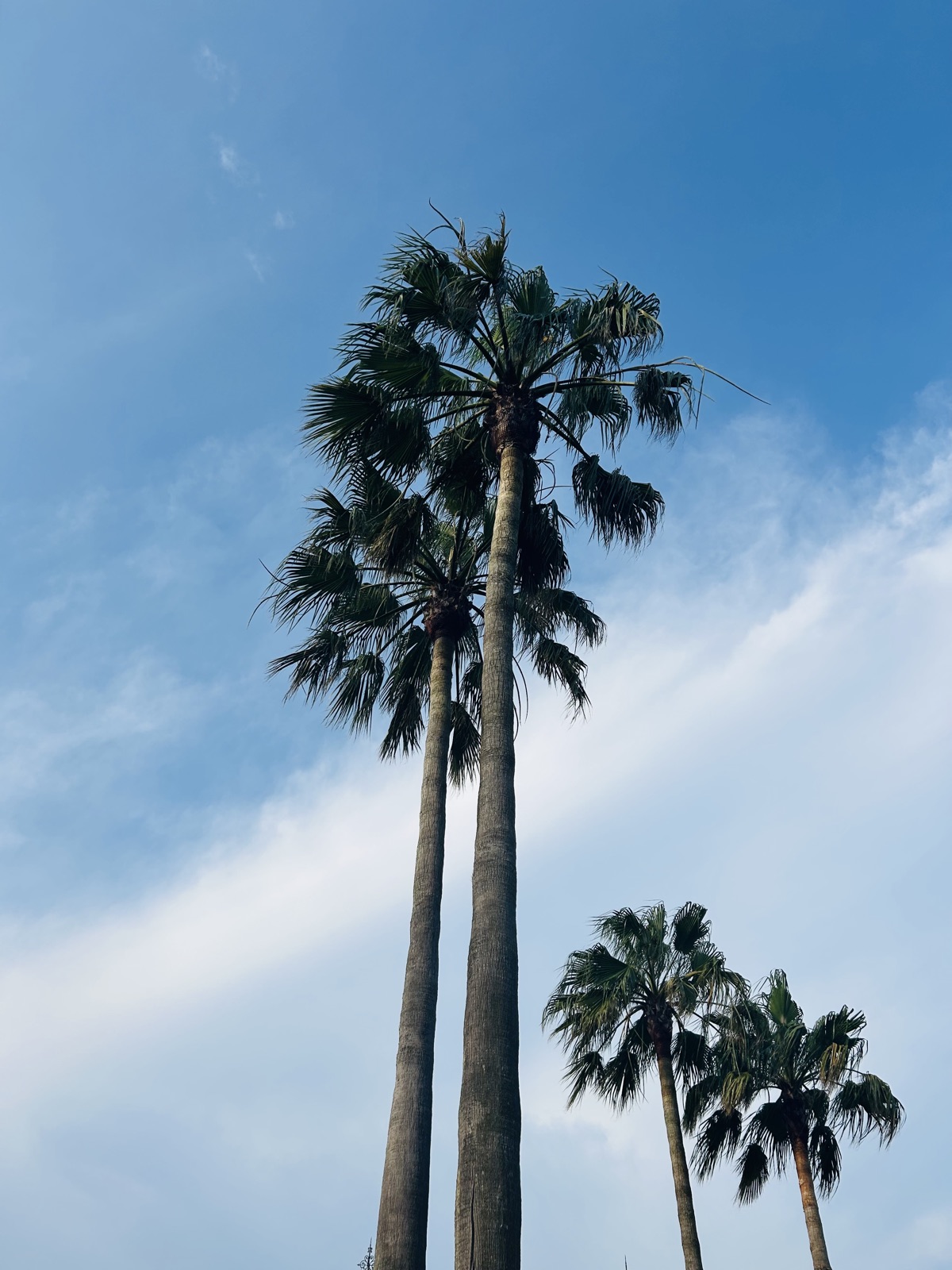 Palm Trees in Disney Sea, Tokyo