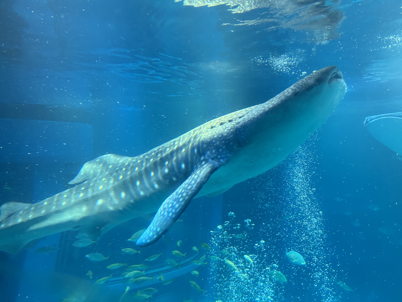 Whale Shark in Kaiyukan Aquarium